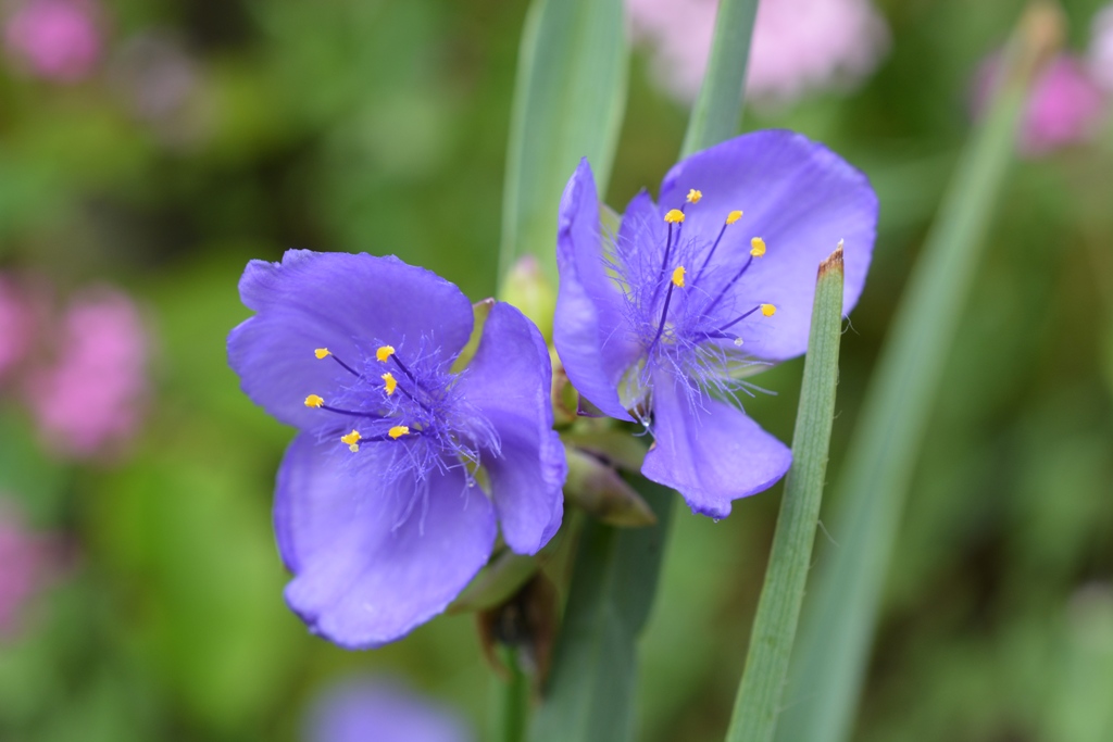 ムラサキツユクサは 日本古来の野の花 露草 ツユクサ と同じツユクサ科の別属の仲間の総称です ツユクサの青色より紫に近い花色のものが多いので 紫露草 ムラサキツユクサ の花名になりました もともとは北米原産ですが １６世紀